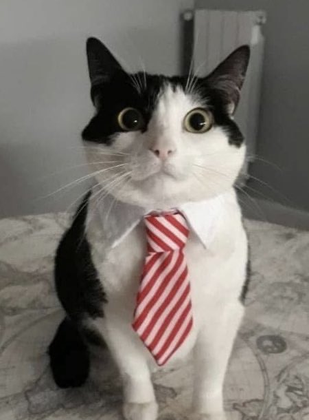 Zorua Chispitas tweet media