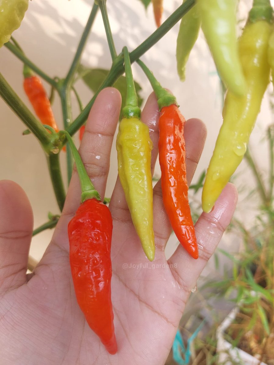 Joyful Garden 🌿🫑 tweet media