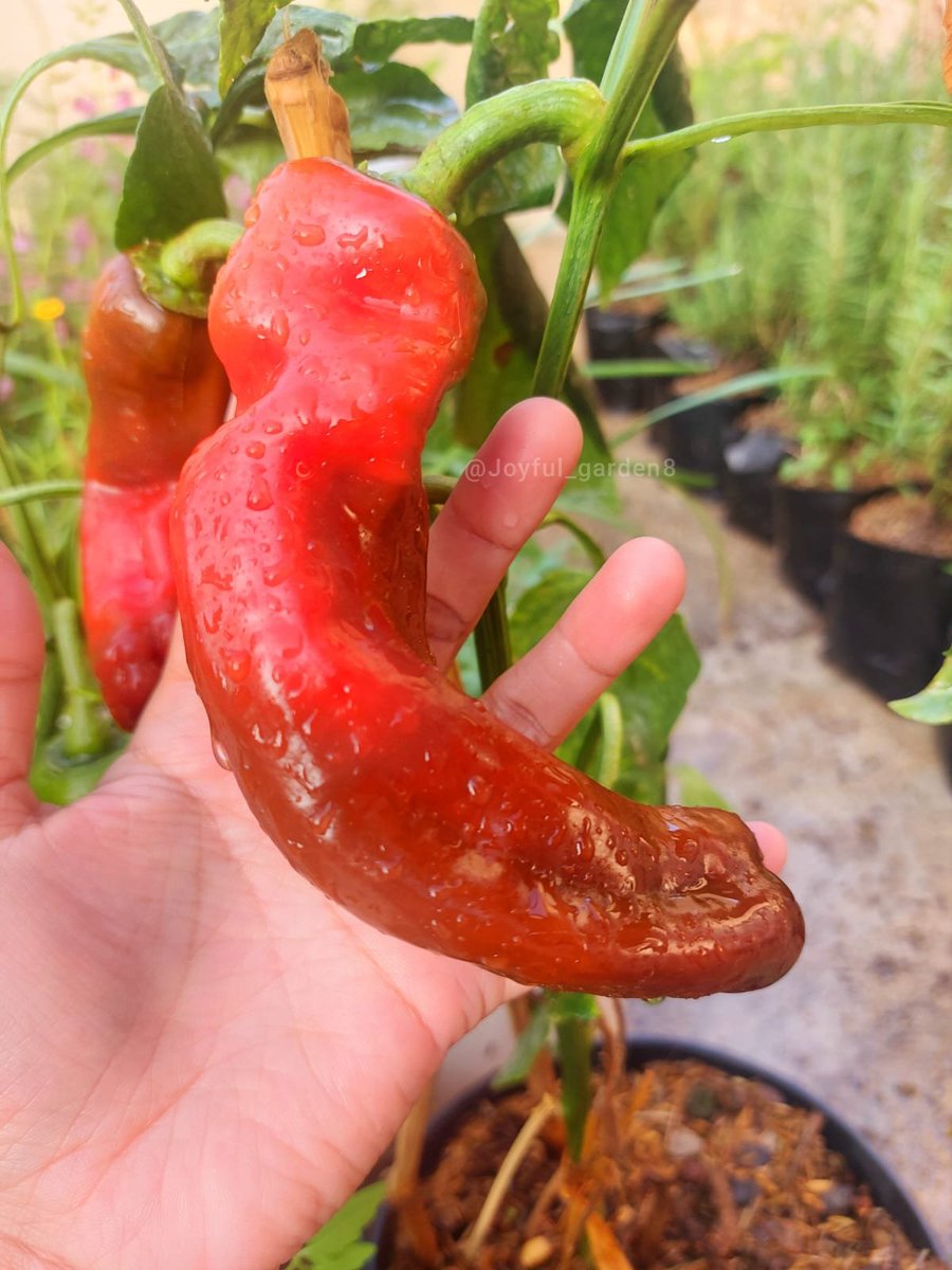 Joyful Garden 🌿🫑 tweet media