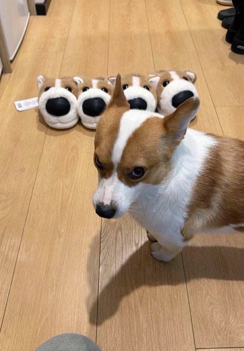 everything dogs 🐶 tweet media