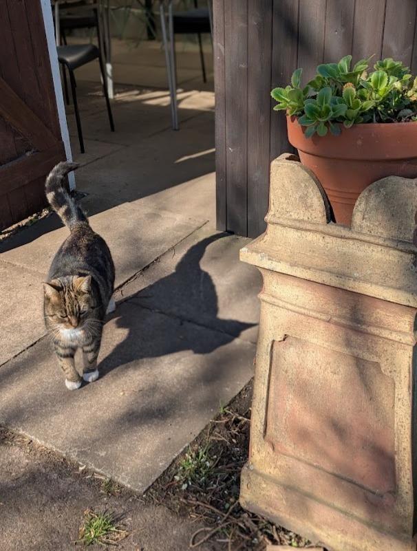 Robert Allotment cat,now helped by Janet & Amanda tweet media