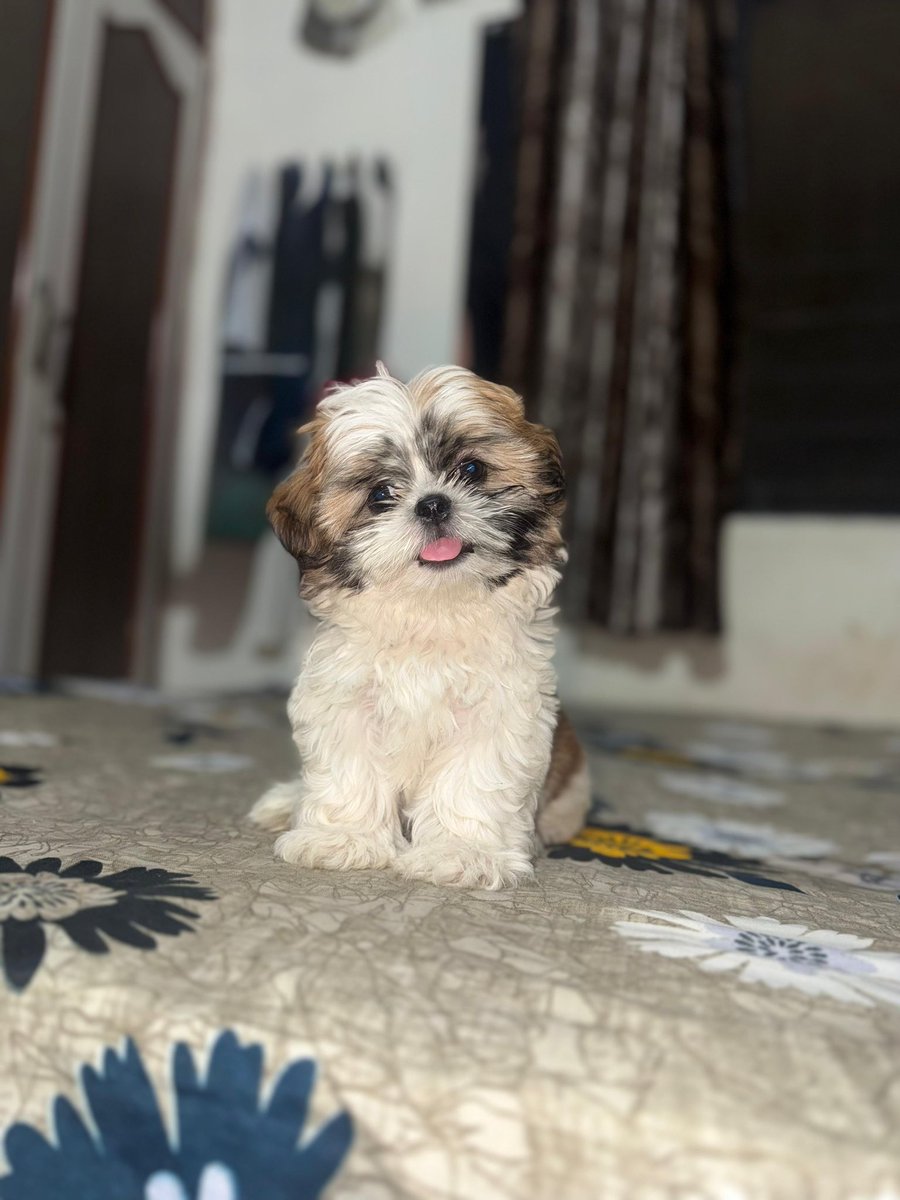 DS 🦋🌸✨ tweet media