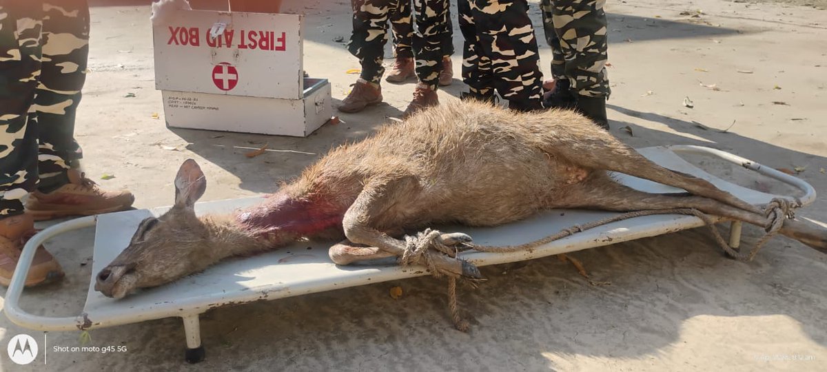 सीमा की सुरक्षा के साथ मानवता की मिसाल 🇮🇳
 03 Bn SSB लखीमपुर खीरी के समवाय रघुनगर में जवानों ने बहादुर व संवेदनशीलता का परिचय देते हुए जंगली कुत्तों के हमले से घायल चीतल हिरन को बचाया सलाम ऐसे जांबाज़ों को जो हर परिस्थिति में मानवता को सर्वोपरि रखते हैं।<a href="/SSB_INDIA/">Sashastra Seema Bal</a> <a href="/SSBFTRLUCKNOW/">SSB FTR LUCKNOW</a>