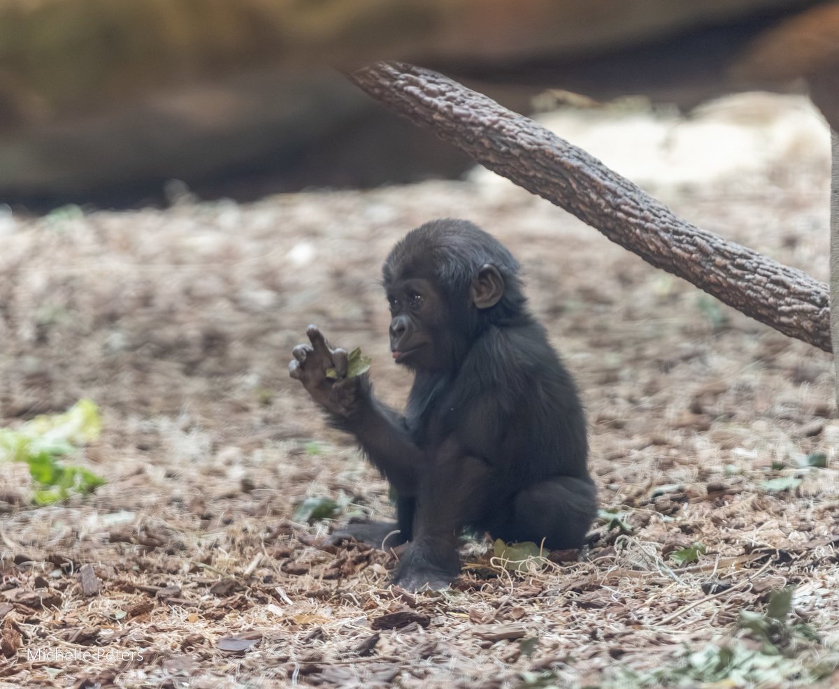 Mo rangutan tweet media