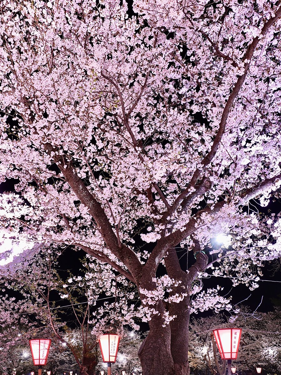 モモンガ🍑 tweet media