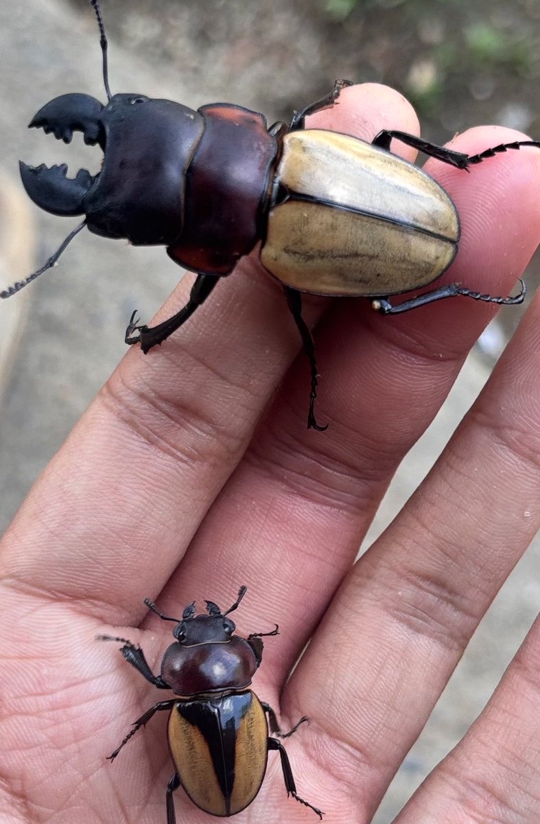 Maeng wua Din tweet media