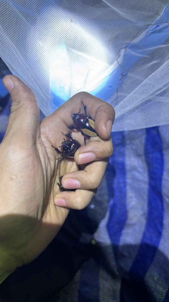 Maeng wua Din tweet media