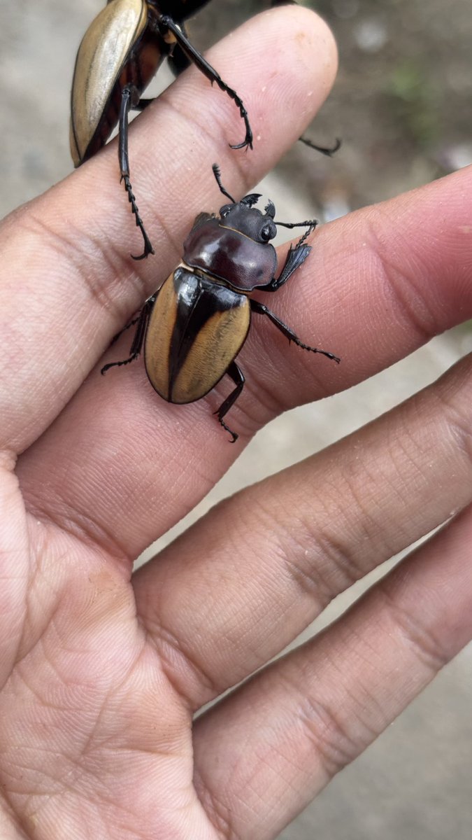 Maeng wua Din tweet media