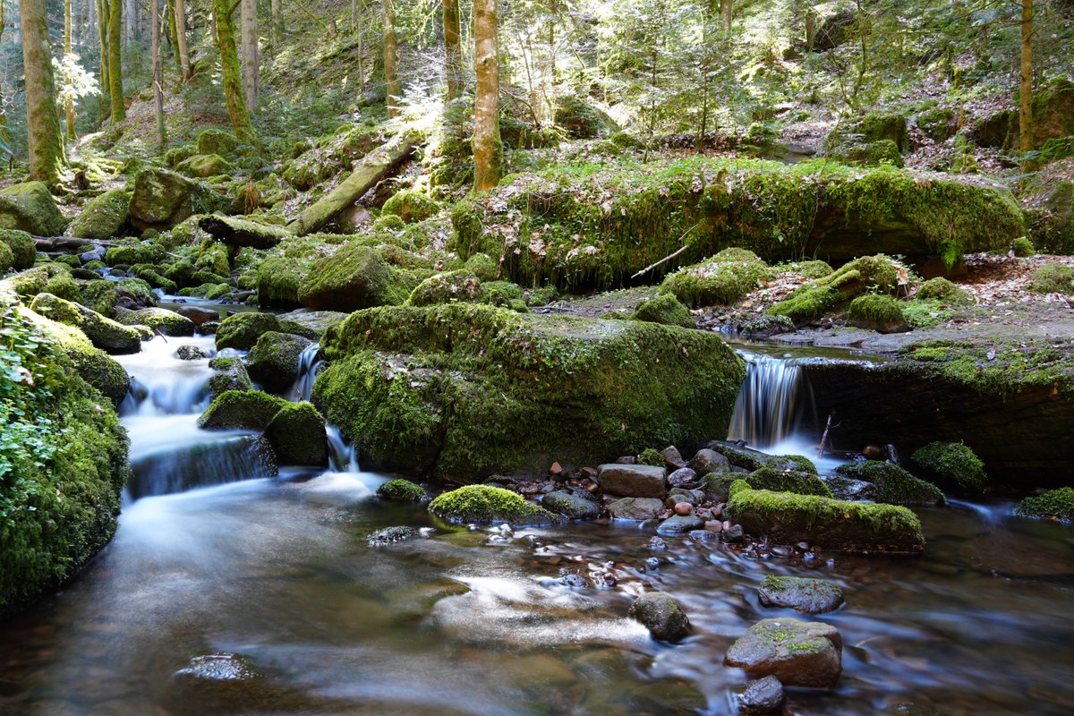 KopfYvonne's tweet image. Auch das Monbachtal bei Bad Liebenzell lädt zu einer herrlichen Wanderung ein.

Geht raus, wenn ihr könnt. Es gibt unglaublich schöne Orte zu entdecken.  

#BeKind #Dankbarkeit #LiebeIstAlles #SchönesGegenDoofes #FloodTheZoneMitSchoenem