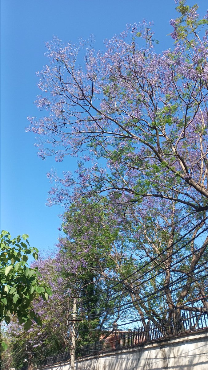 Sohan Singh Thakur tweet media