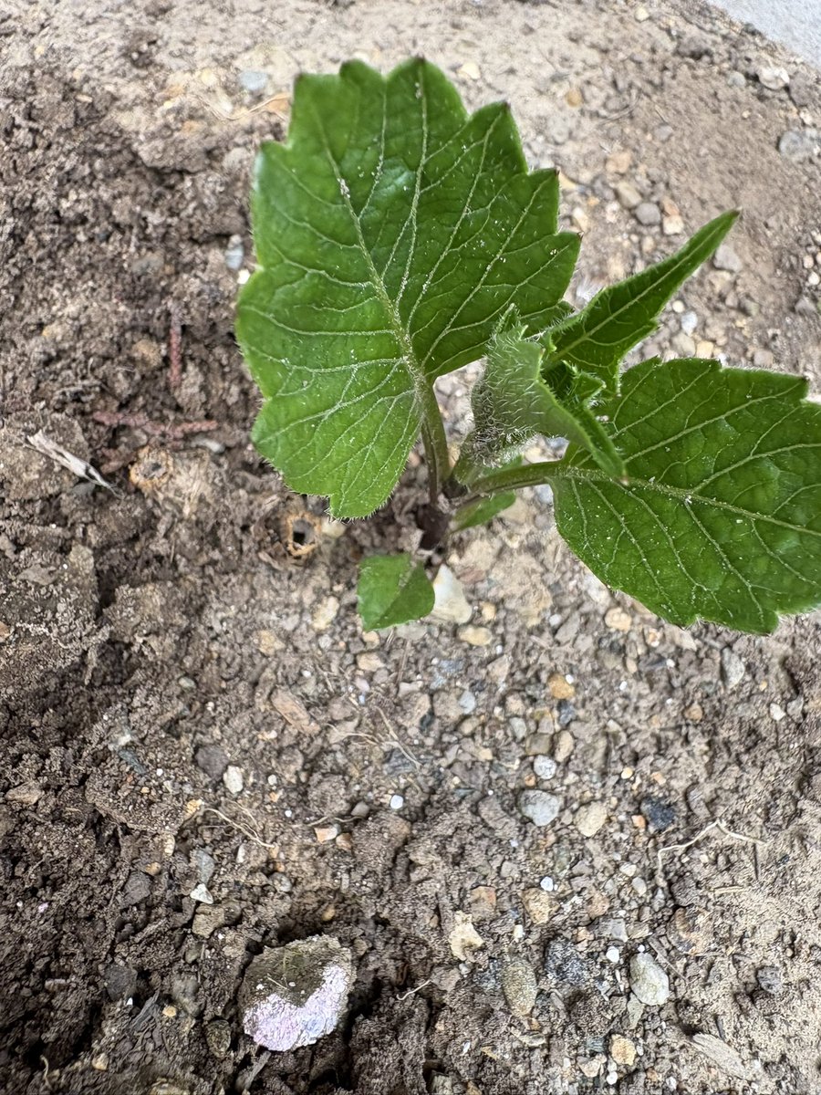 ばぶみ🎀🍼 tweet media