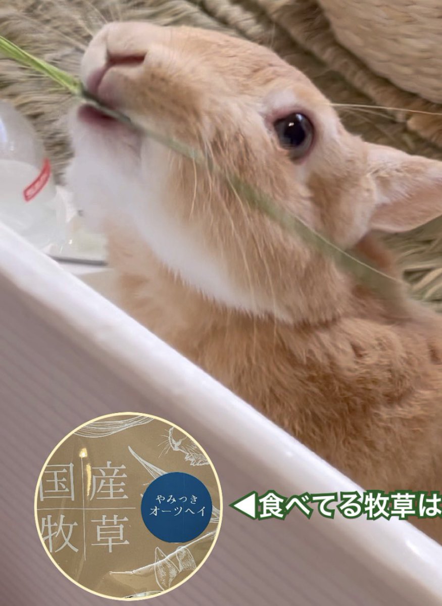 umiusagi_ch's tweet image. 🌿【Love it!】うさぎが飛びつく牧草とは？
#うさぎ #bunny 
#やみつきオーツヘイ
撮れたてショート動画アップしました✨🐇
youtube.com/shorts/hyAcWD6…