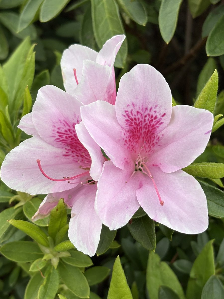 ルビー tweet media