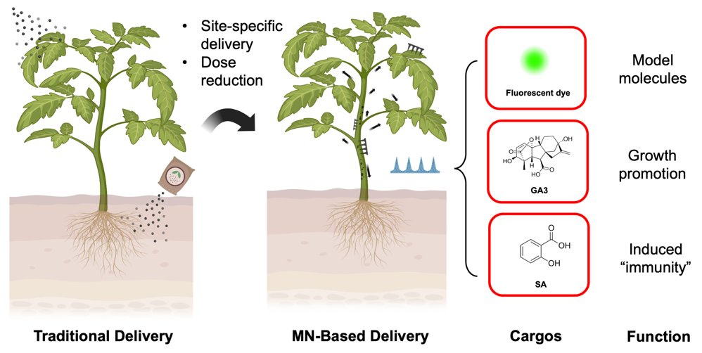 MPlantPCom's tweet image. PVA-based microneedle systems for precise molecular delivery in plants #resource #PlantCommunications cell.com/plant-communic…