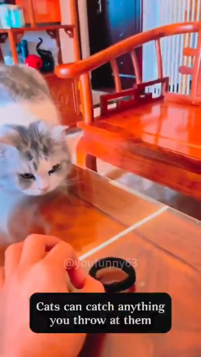 無花果館長 tweet media