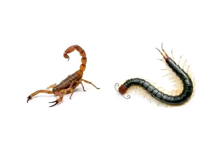 unique A'wears tweet media