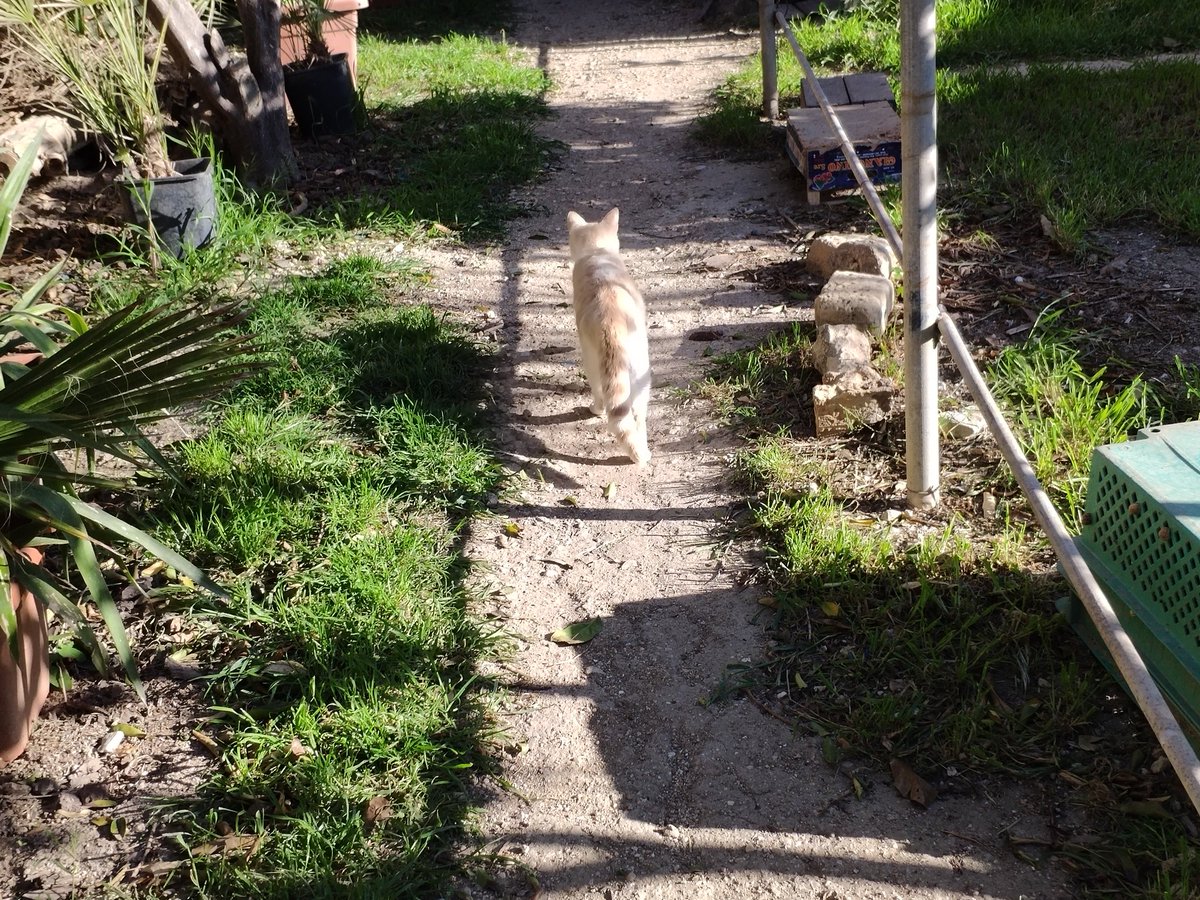 The Cat Is Busy tweet media