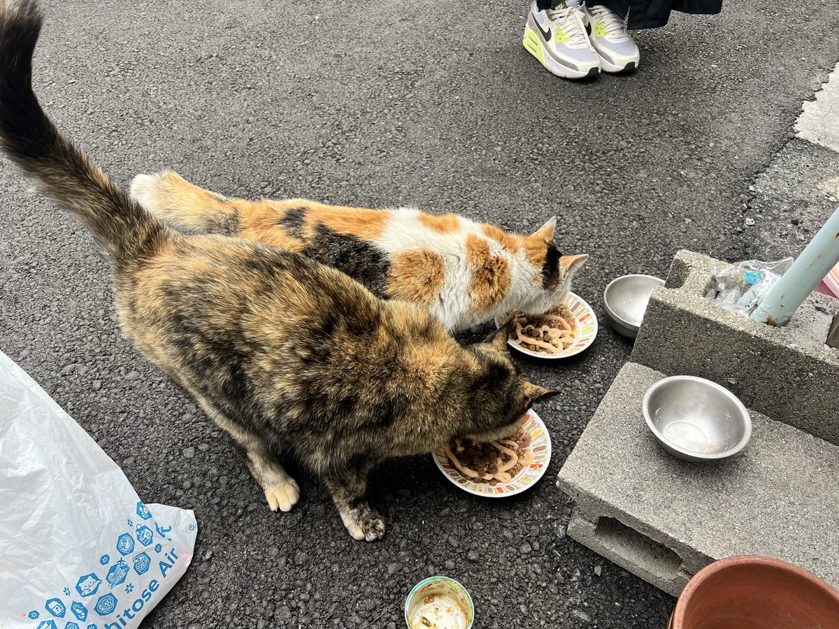 🃏バラライカ🃏 tweet media