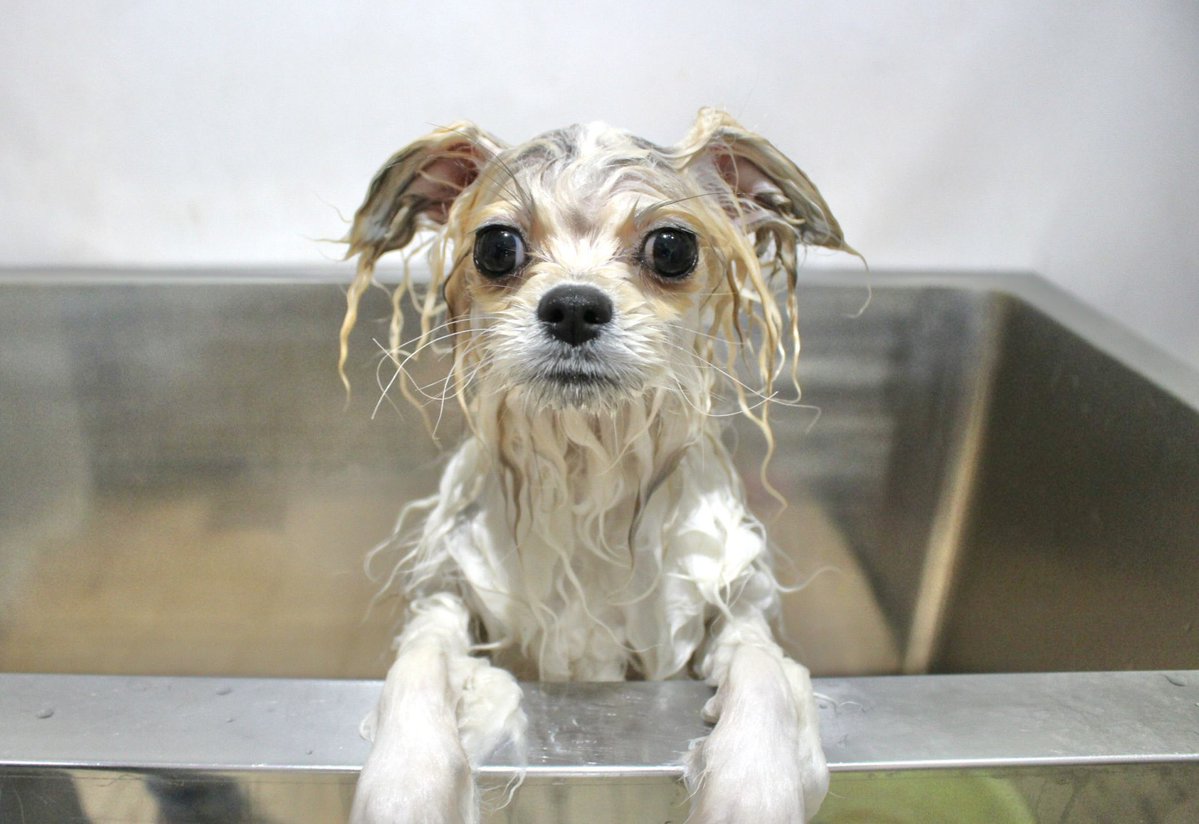 ポメのまりも(にゃーん) tweet media