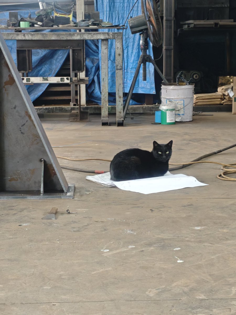 YoRuMinE172WD's tweet photo. 図面の上に猫様いて今日もう仕事できないかもしれない… https://t.co/OCK5rWeG3E