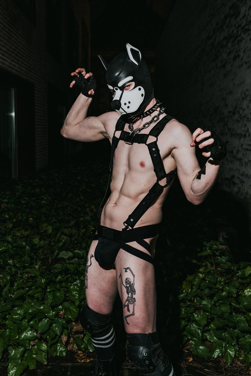 Spooky pup Vaito tweet media