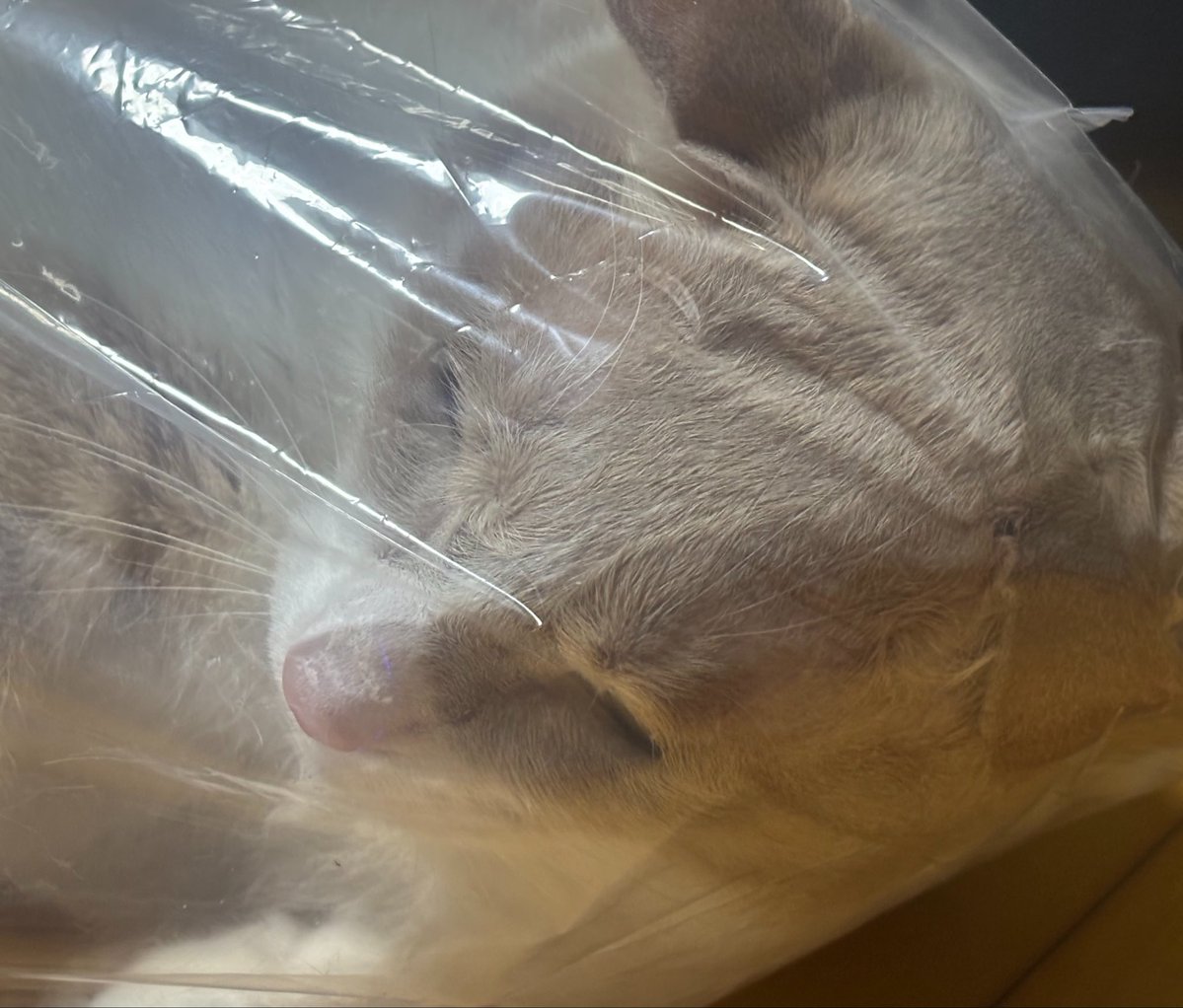 누니이 tweet media