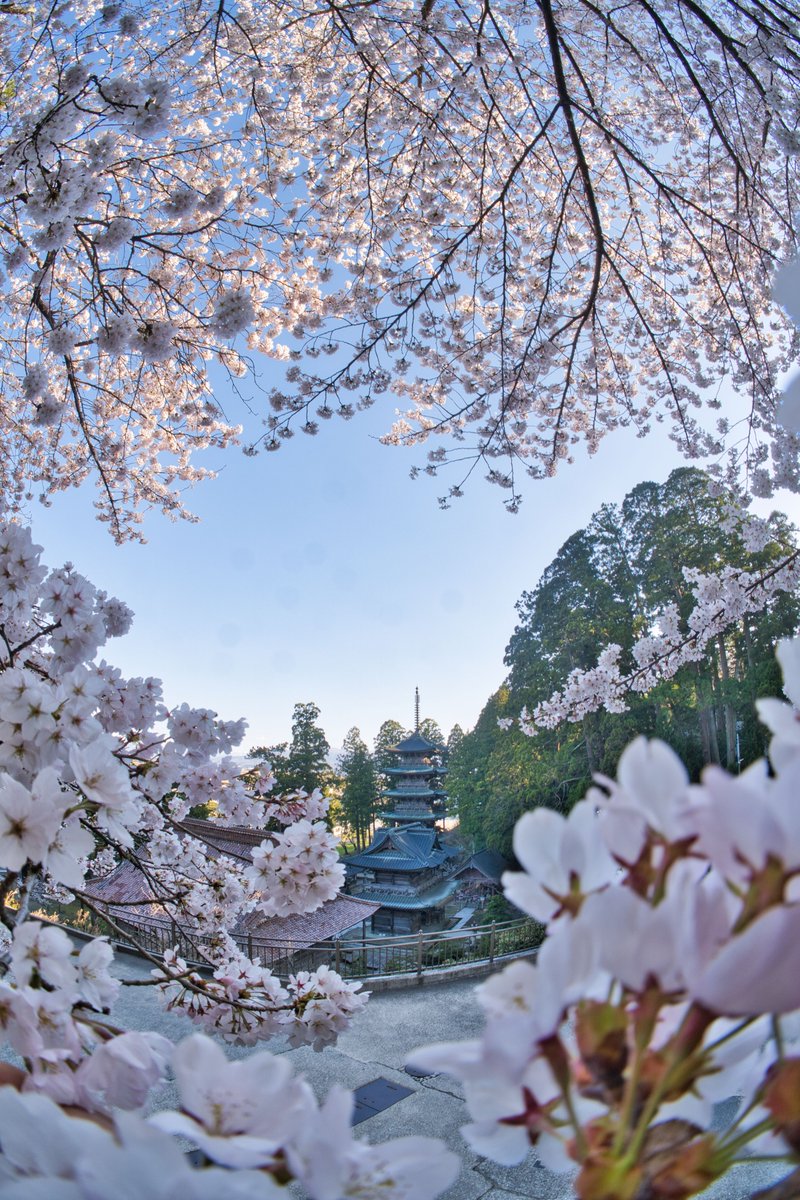 龍王尊 善宝寺【公式】 tweet media