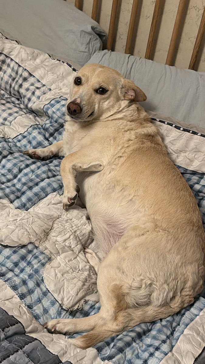 🪼Denizanası 🪼 tweet media