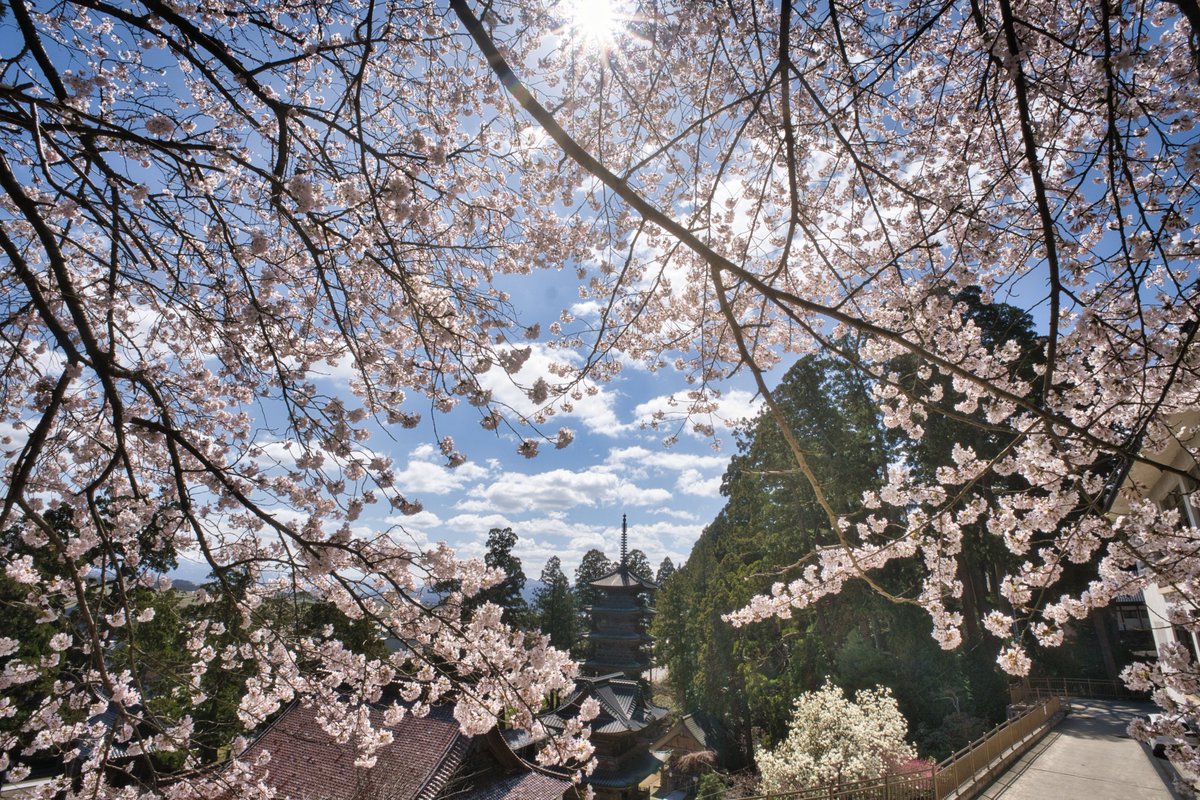 龍王尊 善宝寺【公式】 tweet media