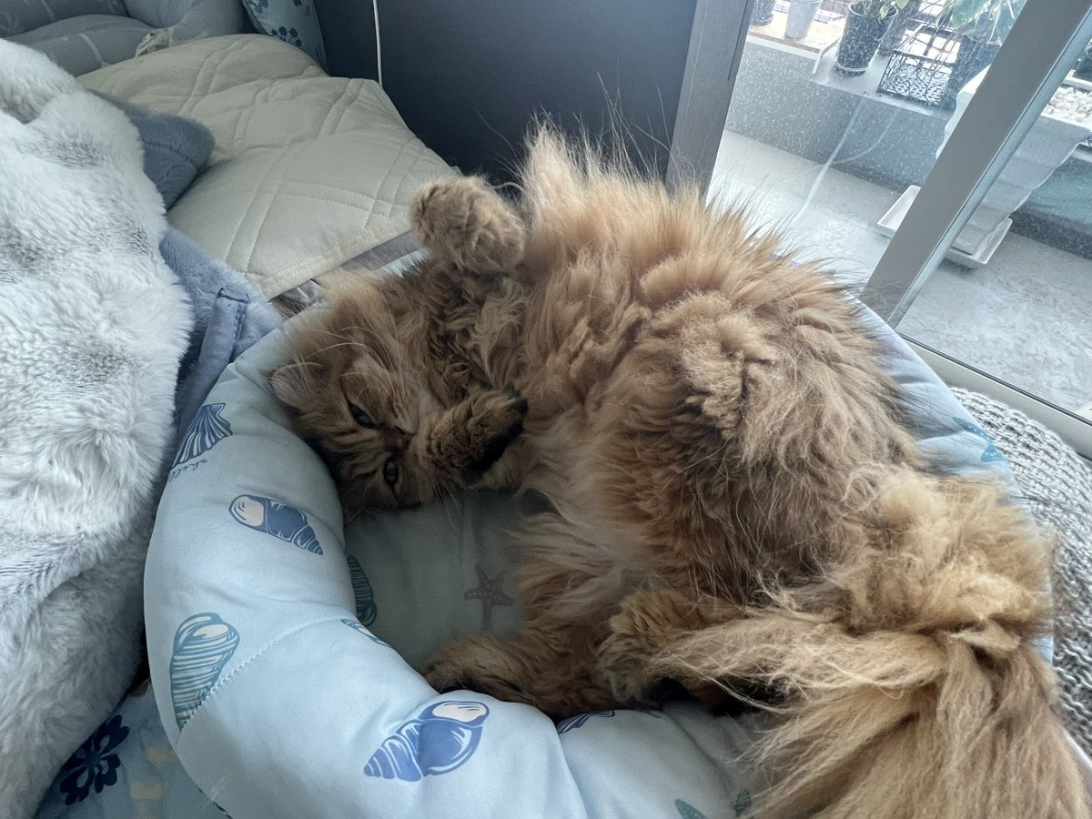 はんく tweet media