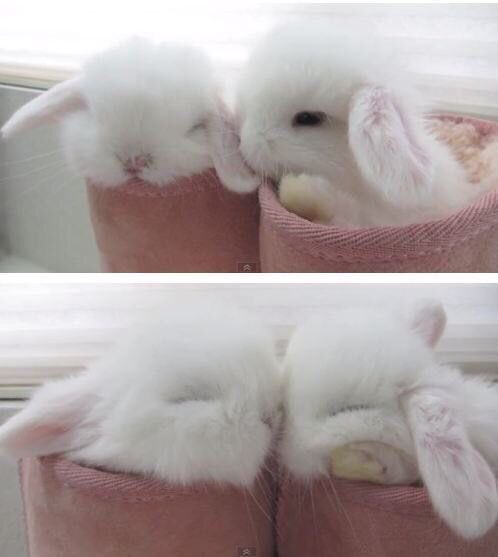 BUNNY tweet media