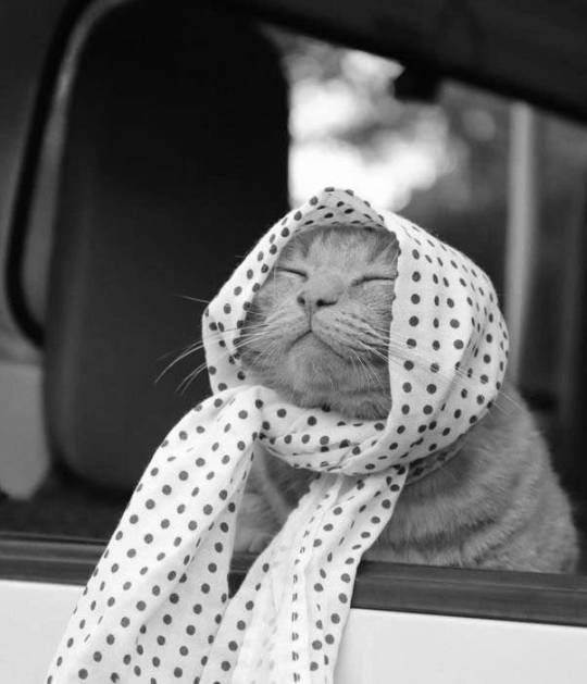 ➕ПАРАФІЯНИН➕ tweet media