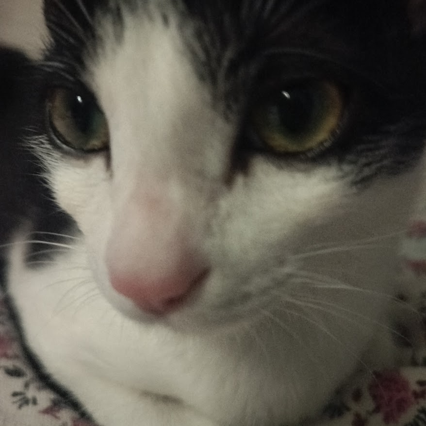 yuri devil 🪽 tweet media