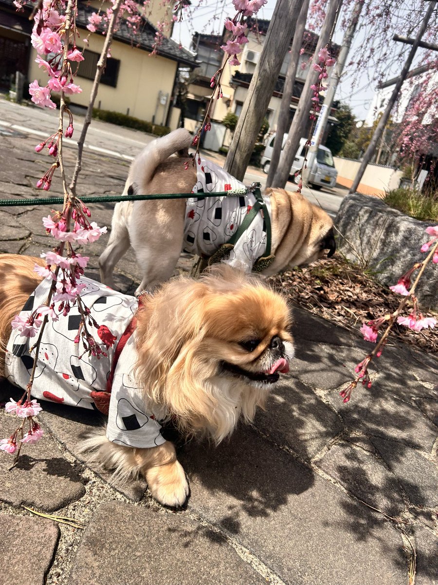 OFUKU_Happy's tweet photo. お花見楽しかったね🌸  #パグ  #ペキニーズ https://t.co/jwGCPMqd6q