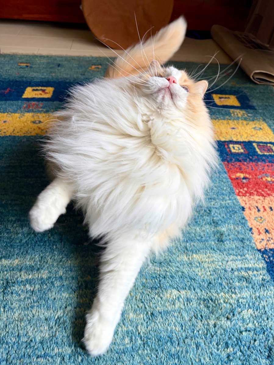 るいにゃ tweet media