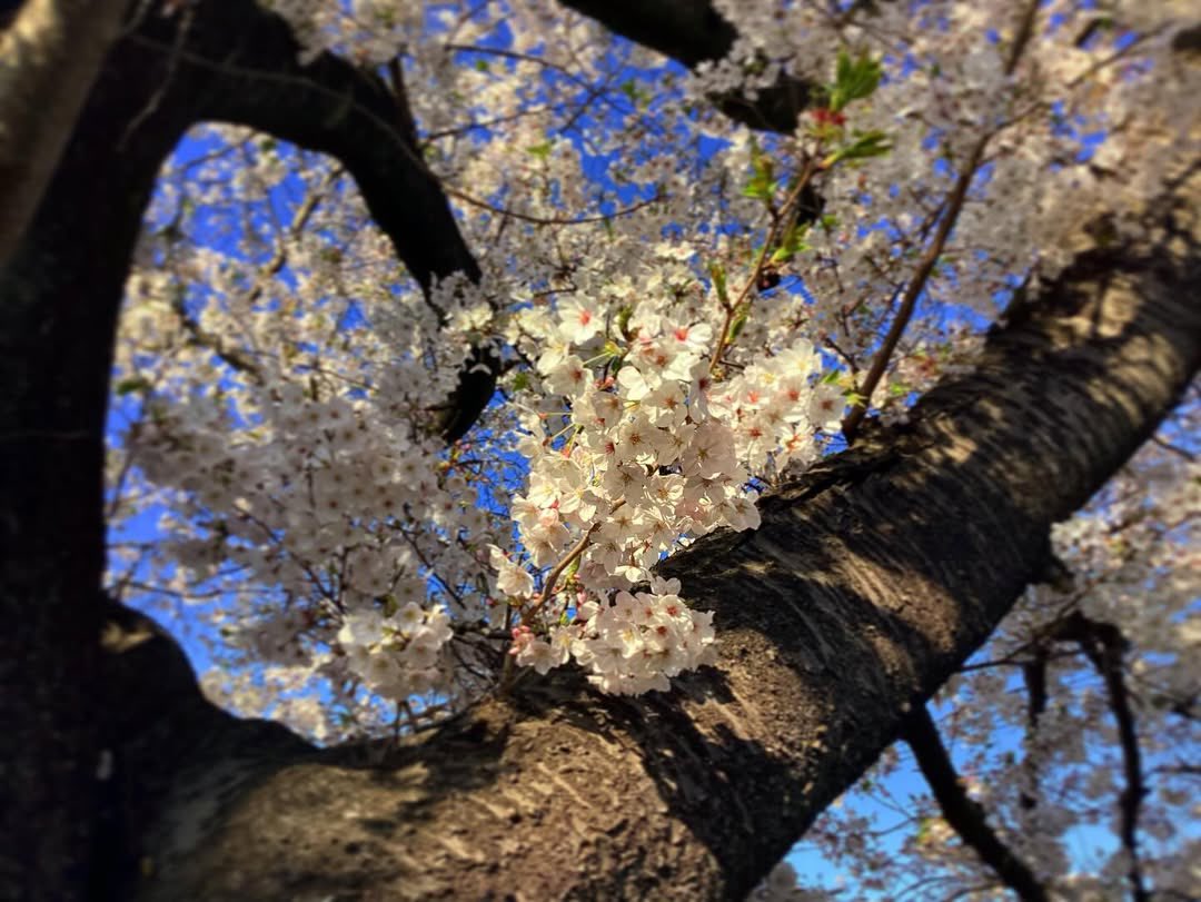 suicawalk's tweet photo. 久々にお花見_(:3 」∠)_ https://t.co/S9i9u4Cc4W