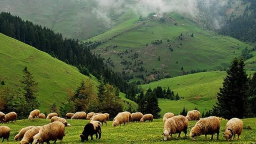 Giresun’un eşsiz doğası ve bereketli toprakları bugün ciddi bir tehdit altında. Yıllardır emeğiyle geçinen insanlar, toprağına sahip çıkmaya çalışırken, doğayı tahrip edecek projelerle karşı karşıya bırakılıyor. Madenler için doğayı yok etmeyin!

Bu topraklar yalnızca bir geçim