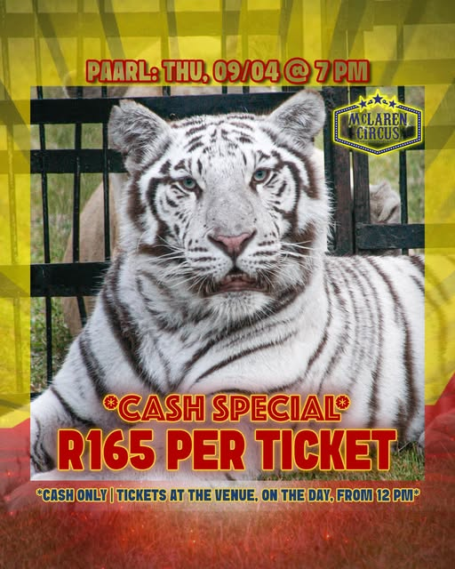 mclarenscircus's tweet photo. #McLarenCircus Presents a Cash Special Show in #Paarl Today at 7pmπͺππ¦π―π΄π©π€‘π©π₯³β€οΈ
#Ceres #Drakenstein #Kaapstad #Weskaap #WesternCape Absa Benni #protectyourstory Supportive #yourstorymatters
Buy Tickets Online: https://t.co/Y5XPaa1RcI
All Show Times: https://t.co/Y5XPaa1RcI https://t.co/YIbvn5ZWEN