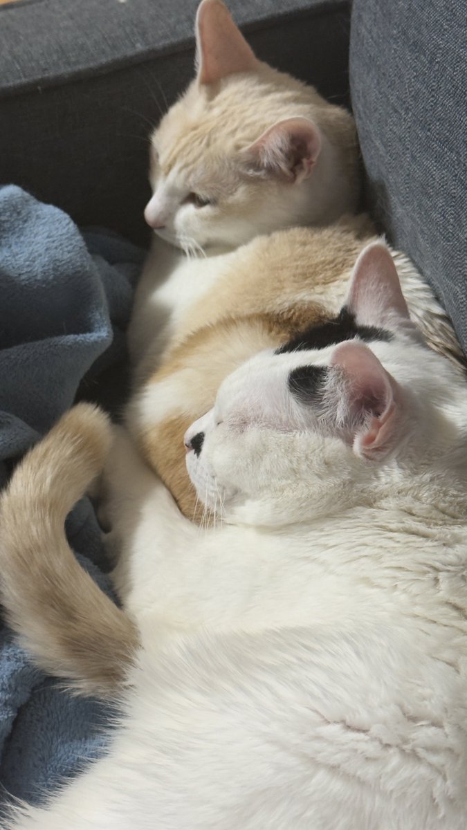 😸ひでやん😸 tweet media