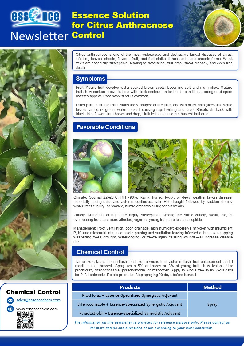 essencechem's tweet image. Combat citrus anthracnose – the hidden threat that rots fruit, kills shoots, and weakens trees. Act early with targeted sprays and good orchard care. 🍊🛡️ #CitrusDisease #CropProtection essencechem.com