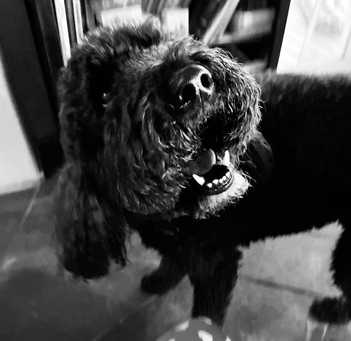 Old Boot Ranch tweet media