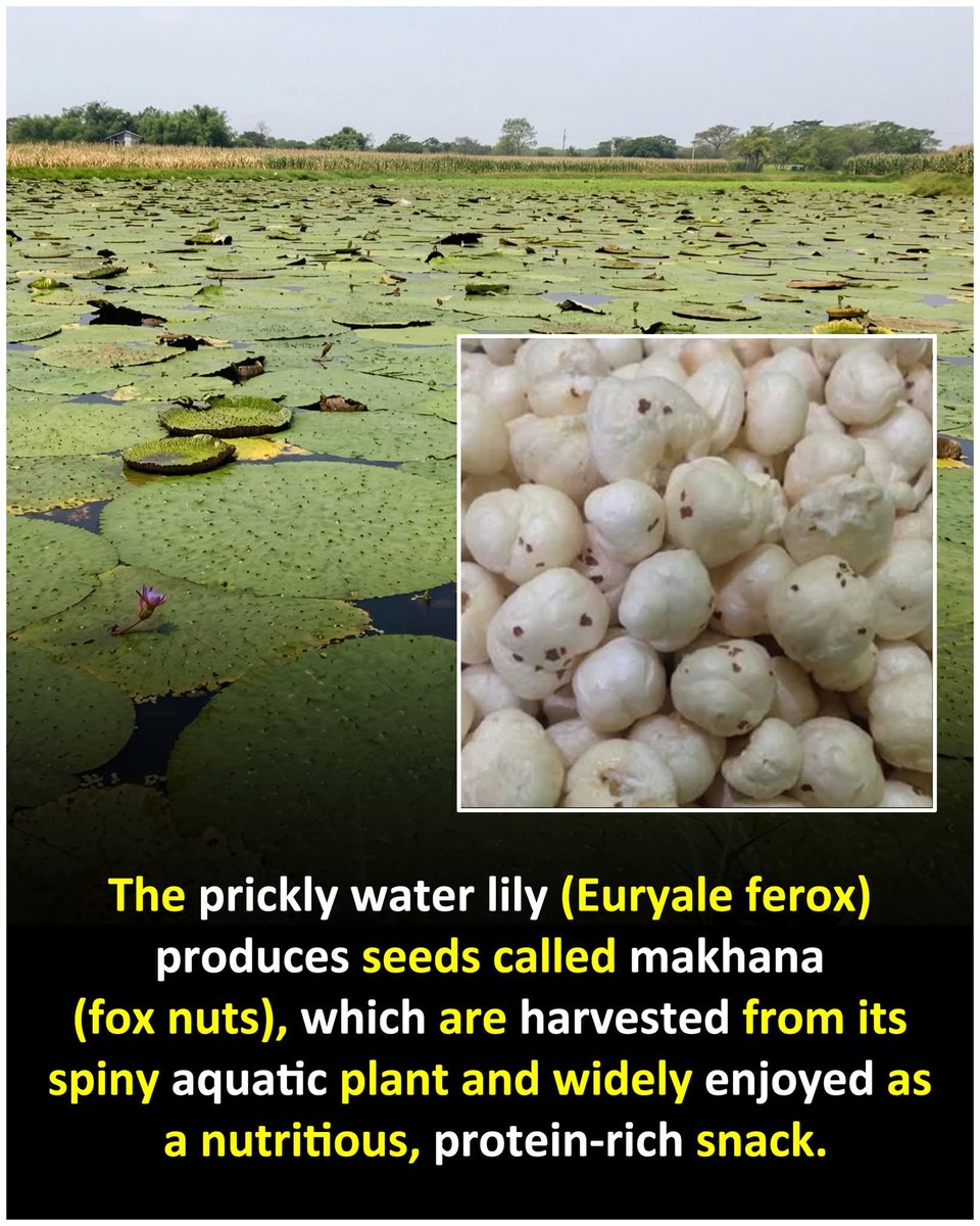 ropanonline's tweet photo. The prickly water lily (Euryale ferox) produces seeds called makhana (fox nuts), which are harvested from its spiny aquatic plant and widely enjoyed as a nutritious, protein-rich snack.
#foxnuts https://t.co/YKEeWVsbyk