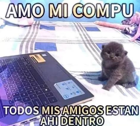 Zorua Chispitas tweet media