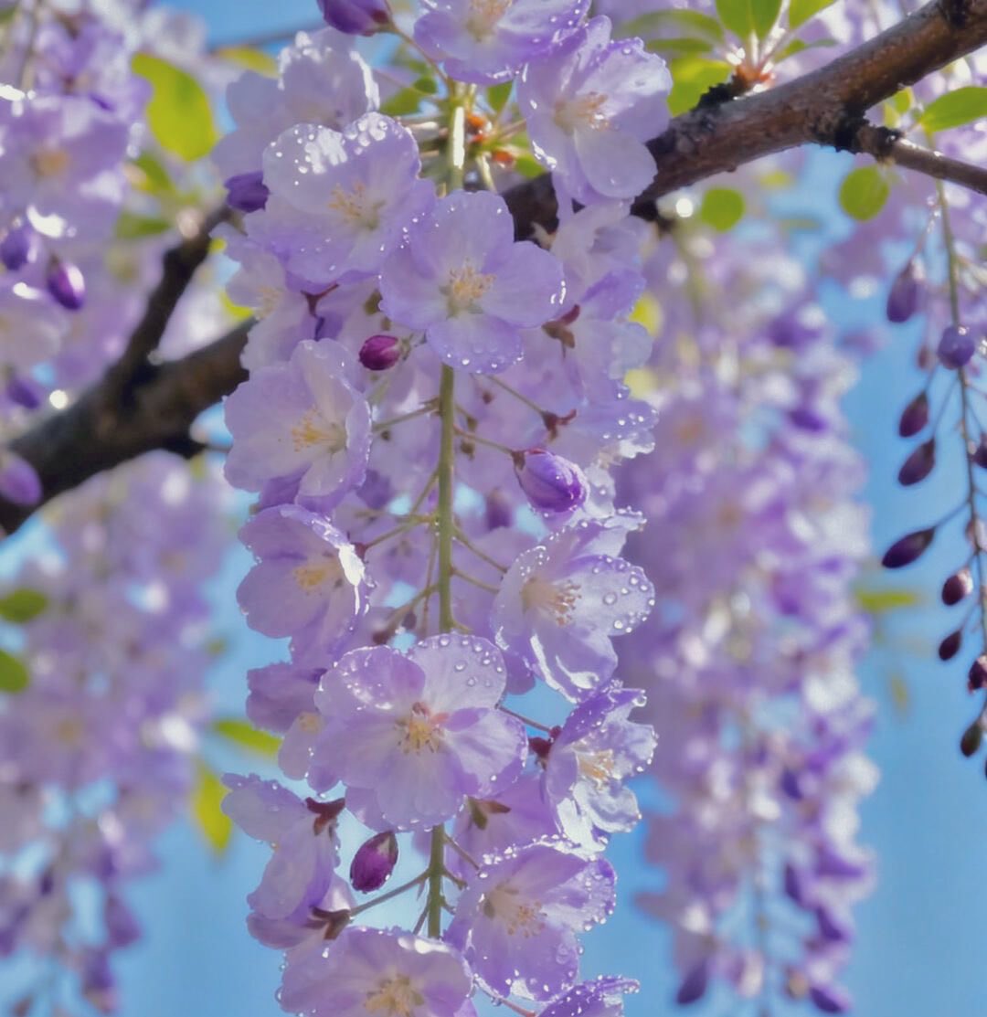 ましろ tweet media