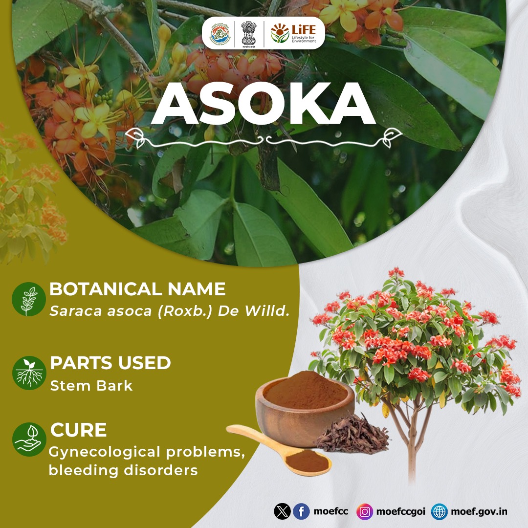 moefcc's tweet photo. Asoka: A sacred tree known for supporting women’s health and overall wellness. Let us preserve and plant this important tree.

#MissionLiFE
#MedicinalPlants https://t.co/go3f6kkbVJ