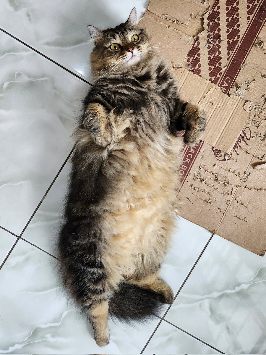 Kevin Mulia tweet media