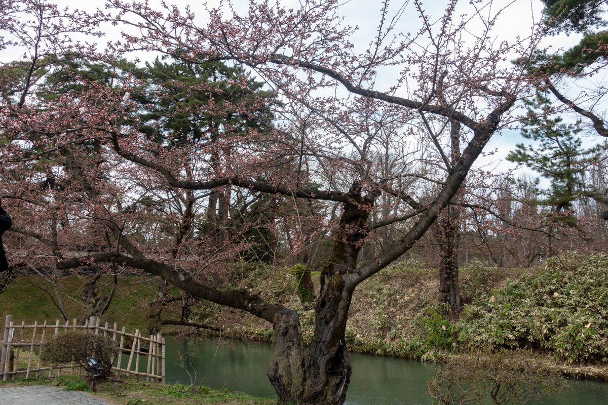 弘前公園 tweet media