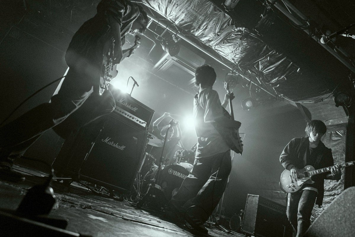 Turtle Frog tweet media