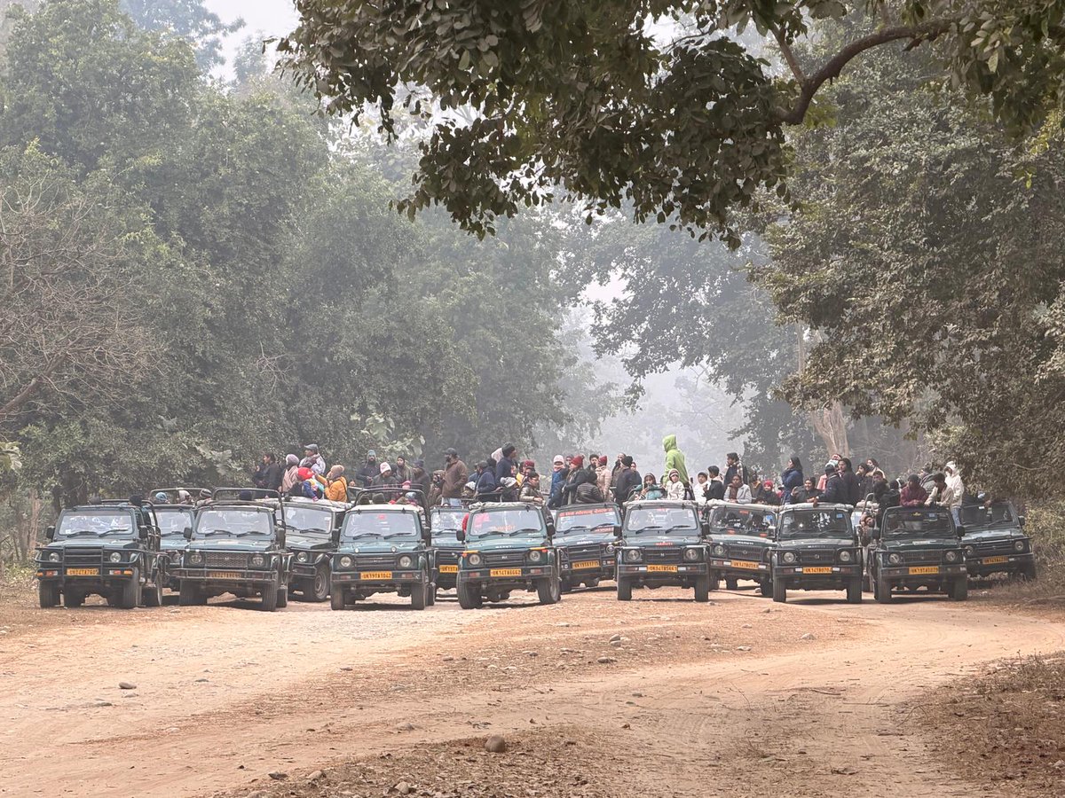 Twenty Gypsies. One tiger. No space to move.
At Corbett's Phato zone recently, we watched wildlife tourism eat itself — a petrol-fume traffic jam in the middle of a tiger reserve, where the animal was the least visible thing in the forest.
The question isn't whether to have