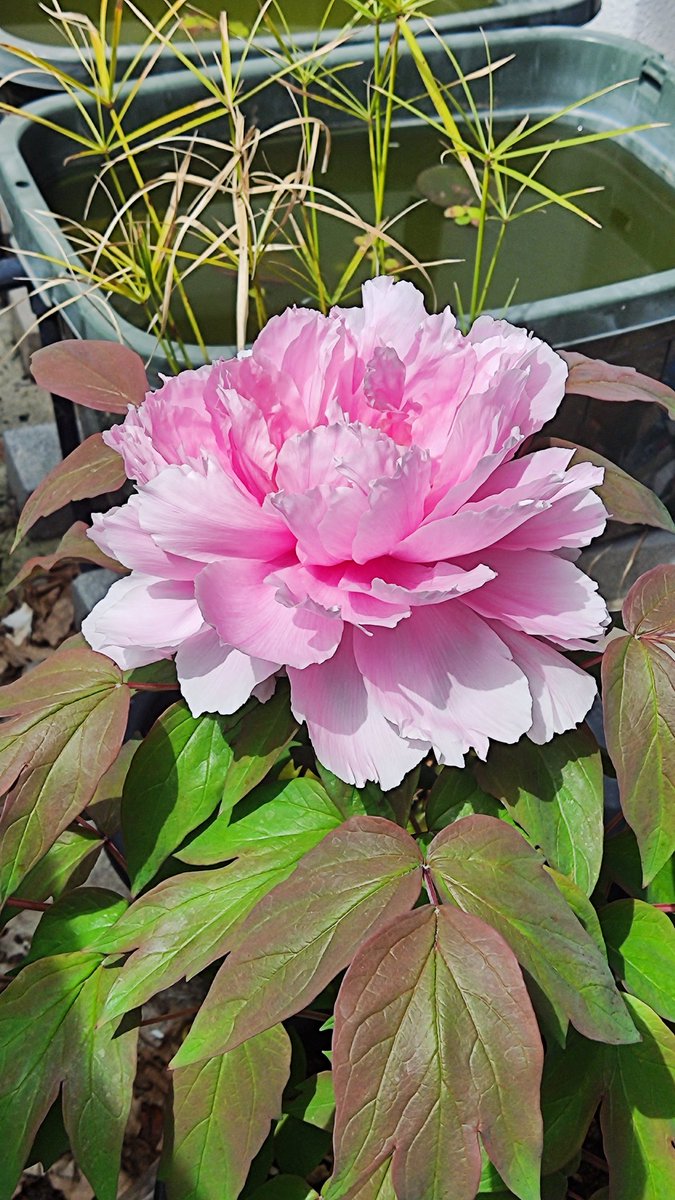 和菓子職人 三納寛之 tweet media